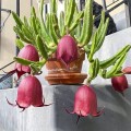 StapeliaLeendertziae02.jpg
