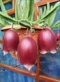StapeliaLeendertziae01.jpg