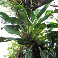 Philodendron Martianum
