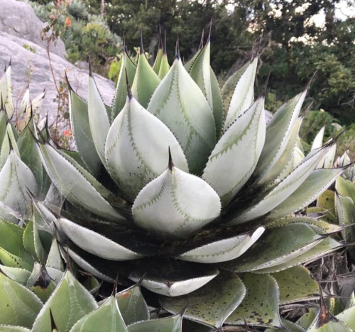 AgaveSalomonii01.jpg