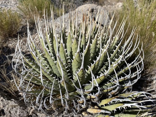 AgaveUtahensisvarNevadensis01.jpg