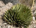 AgaveUtahensisvarNevadensis02.jpg