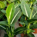 DieffenbachiaOerstedii04.jpg