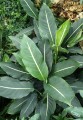 DieffenbachiaOerstedii01.jpg