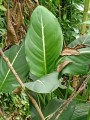 DieffenbachiaOerstedii02.jpg