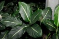 DieffenbachiaOerstedii03.jpg