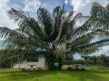 ElaeisOleifera01.jpg