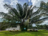 Elaeis Oleifera 