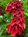 ErythrinaCristaGalli01.jpg