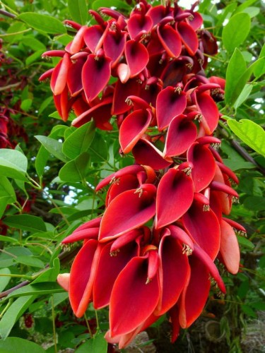 ErythrinaCristaGalli01.jpg
