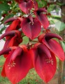 ErythrinaCristaGalli02.jpg