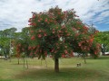 ErythrinaCristaGalli04.jpg