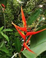 HeliconiaLatispatha02.jpg
