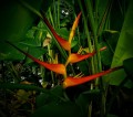 HeliconiaLatispatha01.jpg