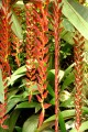 HeliconiaLonga04.jpg