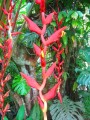 HeliconiaLonga01.jpg