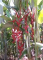 HeliconiaLonga03.jpg