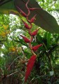 HeliconiaLonga02.jpg