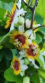 PassifloraHolosericea01.jpg