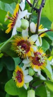 Passiflora Holosericea