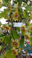 PassifloraHolosericea03.jpg