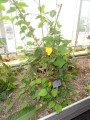 PassifloraHolosericea04.jpg
