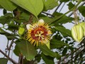PassifloraHolosericea02.jpg
