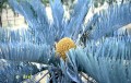 Cycascupida01.jpg
