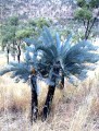 Cycascupida02.jpg