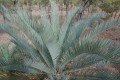 Cycascupida03.jpg