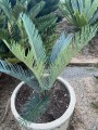 Cycascupida04.jpg