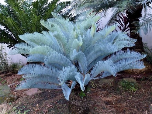 CycasCairnsiana04.jpg