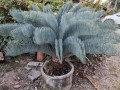 CycasCairnsiana02.jpg