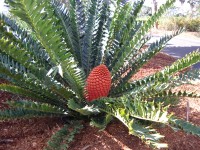 Encephalartos Ferox Subsp.Emereus 