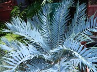 Encephalartos Trispinosus