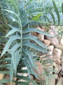 EncephalartosTrispinosus01.jpg