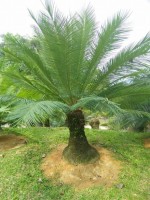 Cycas Clivicola Subsp.Lutea 