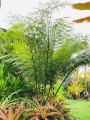 CycasDebaoensis03.jpg