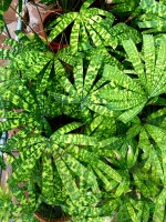 Licuala Mattanensis 'Mapu' 