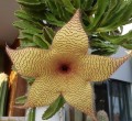 StapeliaGigantea03.jpg