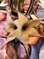StapeliaGigantea01.jpg