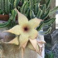 StapeliaGigantea02.jpg