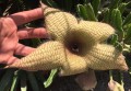StapeliaGigantea04.jpg
