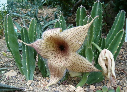 StapeliaGigantea05.jpg