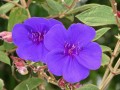 TibouchinaUrvilleana02.jpg