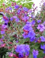 TibouchinaUrvilleana03.jpg