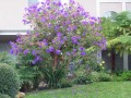 TibouchinaUrvilleana01.jpg
