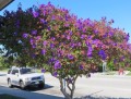TibouchinaUrvilleana05.jpg