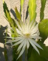 EpiphyllumPhyllanthus02.jpg