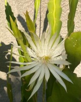 Epiphyllum Phyllanthus